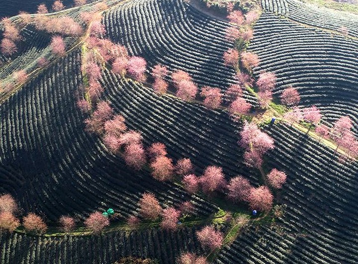 Beautiful scenery as cherry blossoms bloom in Sapa - 6