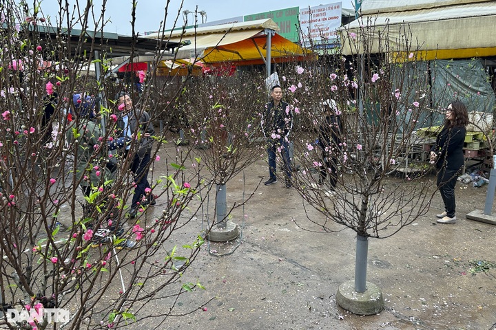 Early peach blossoms hit Hanoi streets - 10