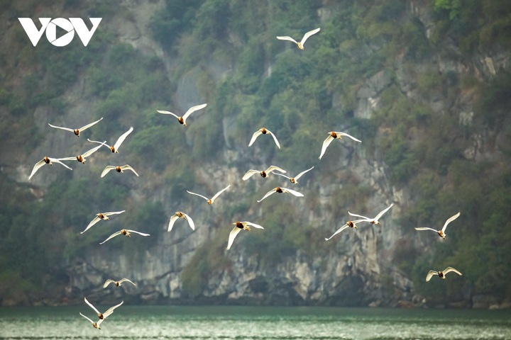 White stork flocks at Ha Long Bay - 1