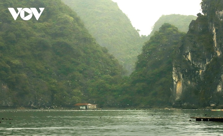 White stork flocks at Ha Long Bay - 8