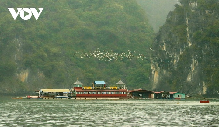White stork flocks at Ha Long Bay - 9