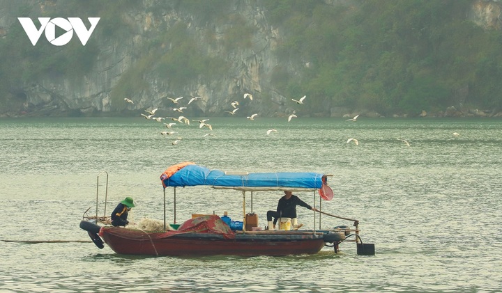 White stork flocks at Ha Long Bay - 2