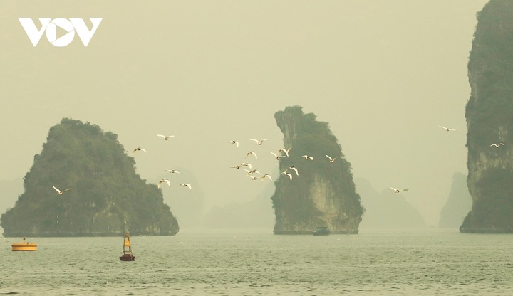 White stork flocks at Ha Long Bay - 4