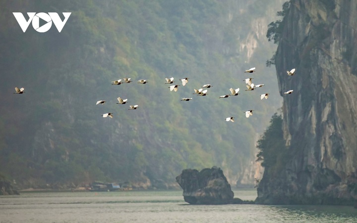 White stork flocks at Ha Long Bay - 5