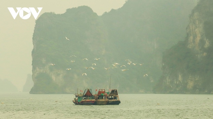 White stork flocks at Ha Long Bay - 10