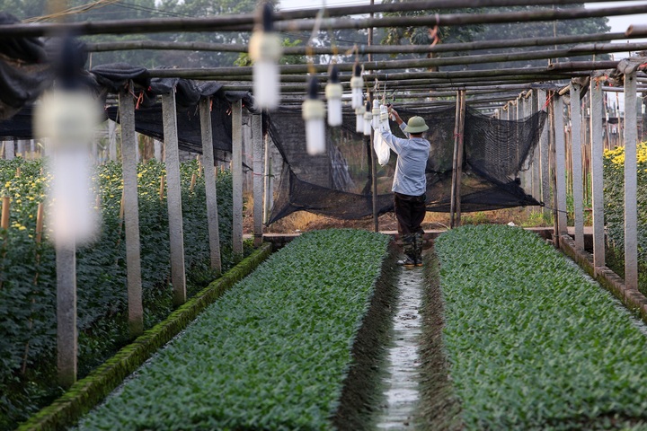 Flower village busy preparing for Tet holiday - 5