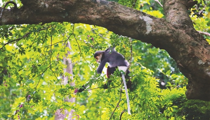 Save the Red-shanked Doucs of Sơn Trà - 1 Save the Red-shanked Doucs of Sơn Trà - 1