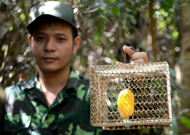 Six-man squad protects animals in Sơn Trà Peninsula - 1