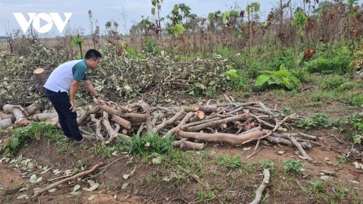 Central Highlands farmers cut down cashew trees due to low prices - 1