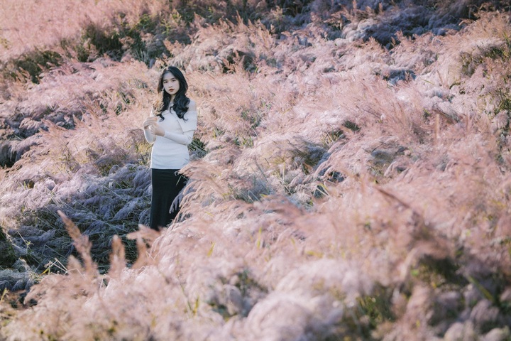 Da Lat’s stunning pink grass hills attract visitors - 1