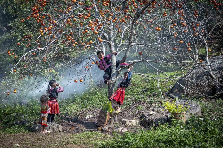 Plum blossoms in Moc Chau - 8