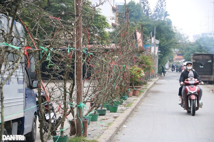 Wild peach, plum branches sold early in Hanoi - 1 Wild peach, plum branches sold early in Hanoi - 1