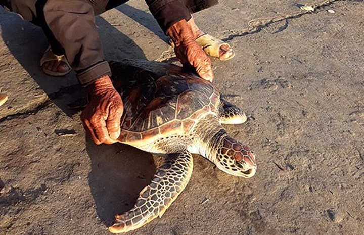 Rare sea turtle released back into ocean - 1 Rare sea turtle released back into ocean - 1