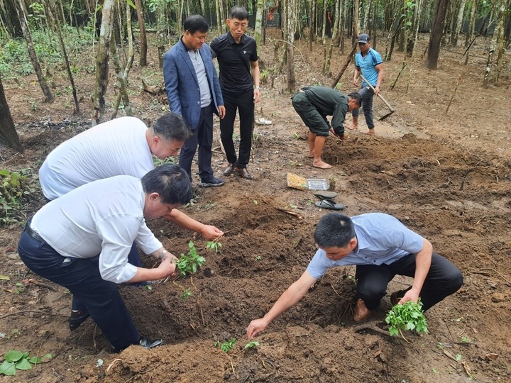 South Korean ginseng grown at Gia Lai national park - 1 South Korean ginseng grown at Gia Lai national park - 1