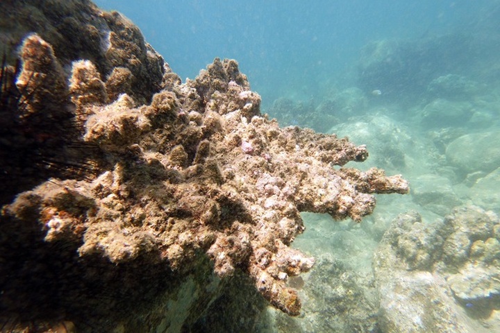 Nha Trang authorities propose coral reef camera monitoring - 1