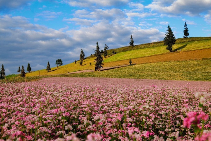 Buckwheat flower season on Ha Giang steppe - 1 Buckwheat flower season on Ha Giang steppe - 1