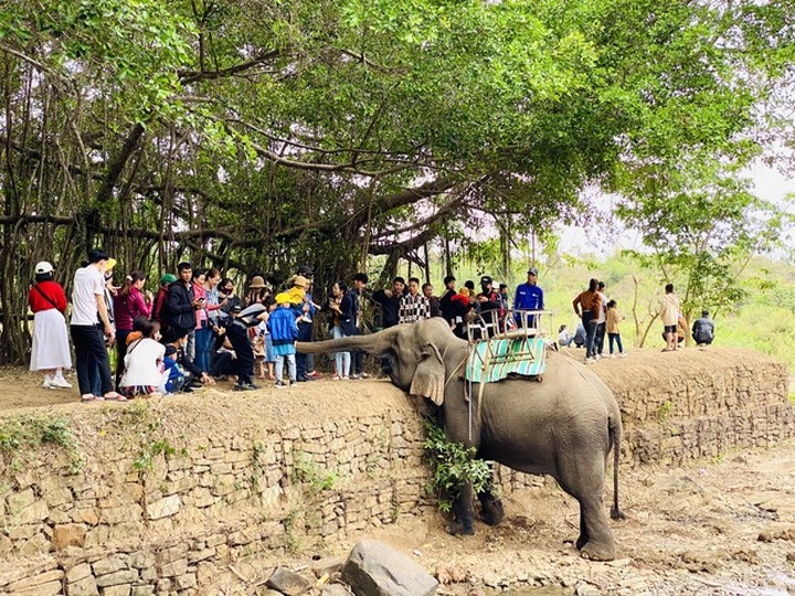 Dak Lak tourist area stops elephant ride service - 2