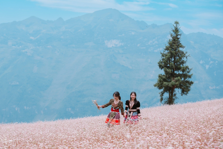 Buckwheat flower season on Ha Giang steppe - 2 Buckwheat flower season on Ha Giang steppe - 2