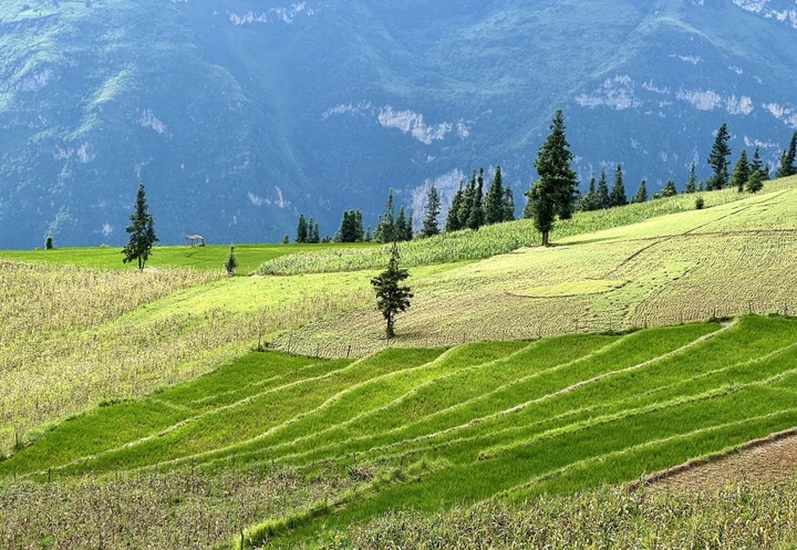 Buckwheat flower season on Ha Giang steppe - 3 Buckwheat flower season on Ha Giang steppe - 3