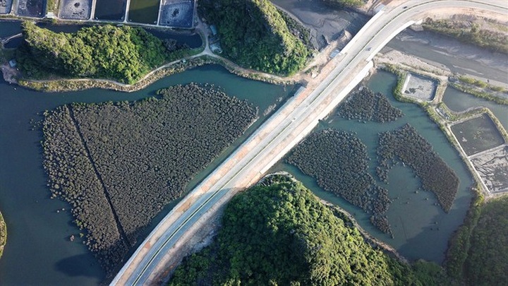 Investigation into Quang Ninh mangrove forest destruction underway - 1