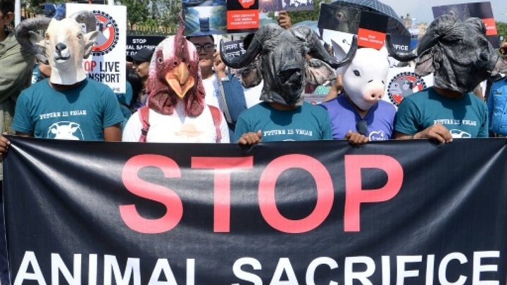 Nepal activists call for end of animal sacrifice - 1
