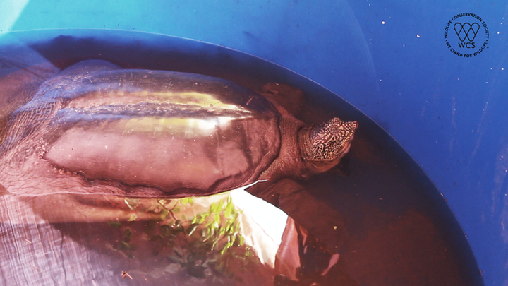 Experts prepare to captively-breed world's rarest turtle - 3