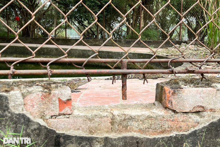 Nghe An Park seeks place to release crocodiles - 3 Nghe An Park seeks place to release crocodiles - 3