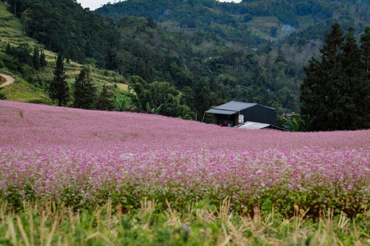 Buckwheat flower season on Ha Giang steppe - 4 Buckwheat flower season on Ha Giang steppe - 4