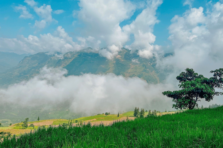 Buckwheat flower season on Ha Giang steppe - 5 Buckwheat flower season on Ha Giang steppe - 5