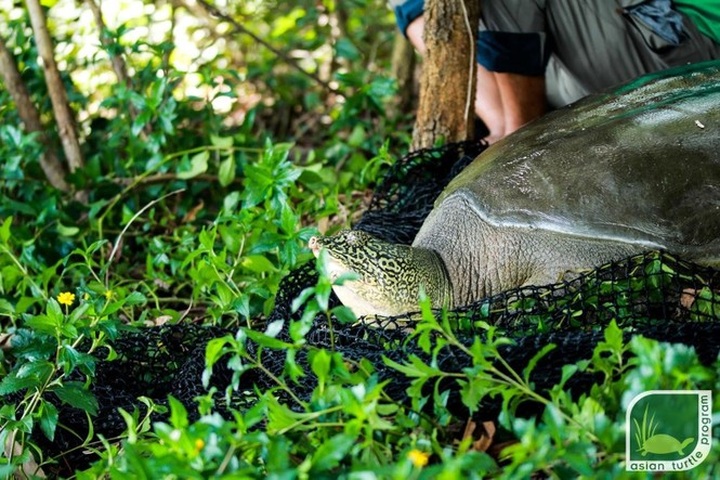 Experts prepare to captively-breed world's rarest turtle - 5