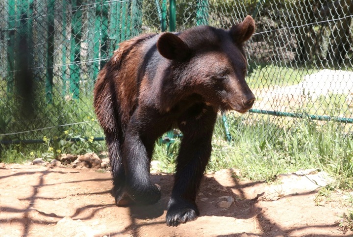 Traumatised by conflict, animals find haven in Jordan - 1