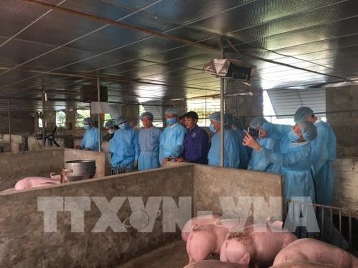 Germany shares experience in African swine fever prevention with Hanoi - 1