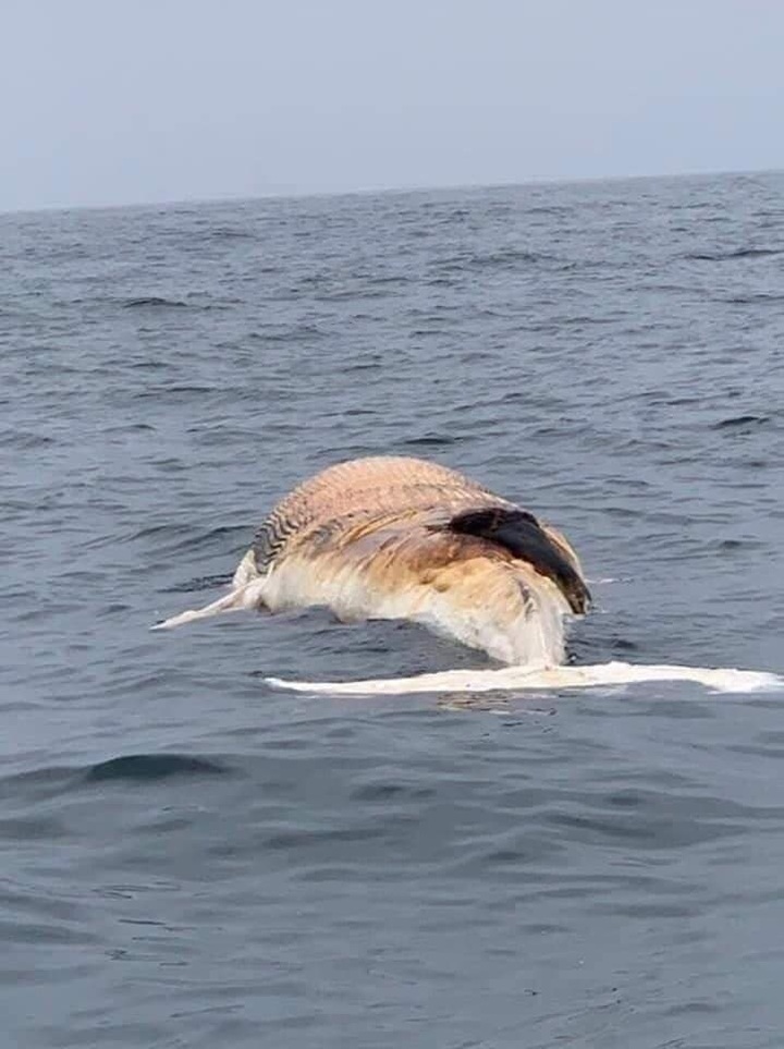 10-tonne whale found dead in Haiphong - 1