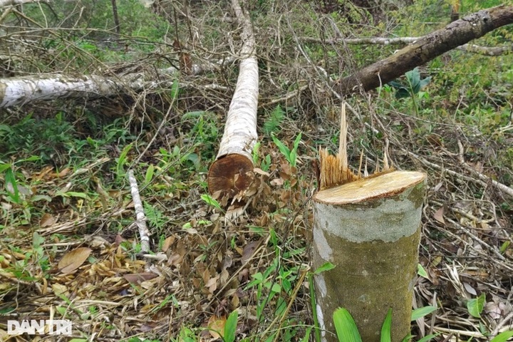 Large area of forest are destroyed in Kon Tum - 5