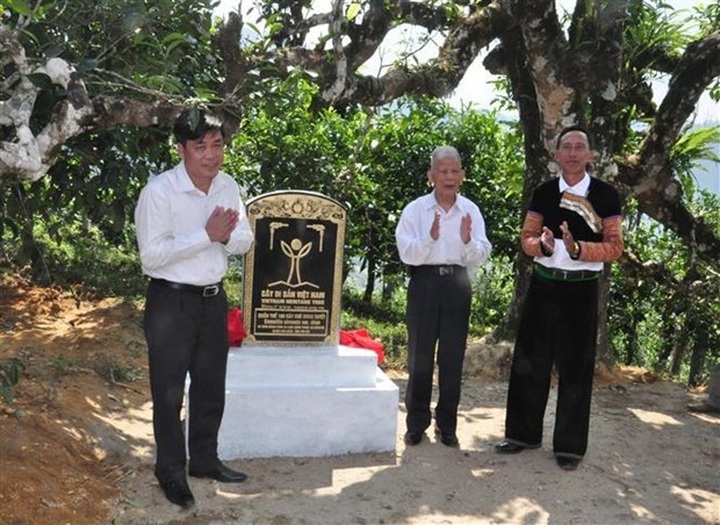 Ancient tea trees in Yen Bai receive recognition - 1