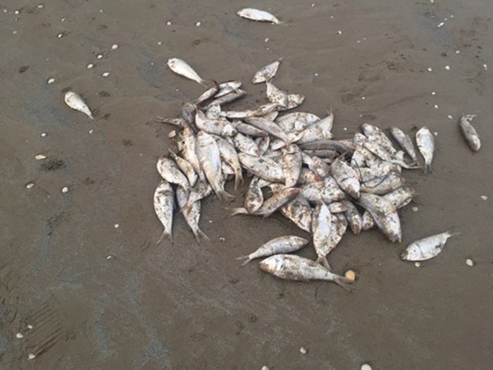 Nearly two tonnes of dead fish found at Ha Tinh beach - 2