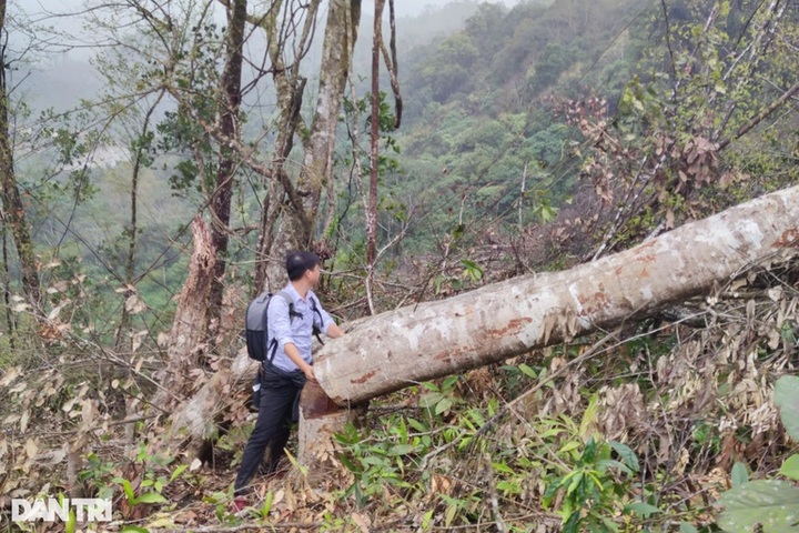 Large area of forest are destroyed in Kon Tum - 3