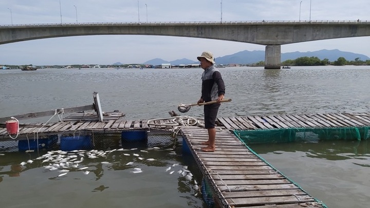Vung Tau farmers suffer mass fish deaths - 1 Vung Tau farmers suffer mass fish deaths - 1
