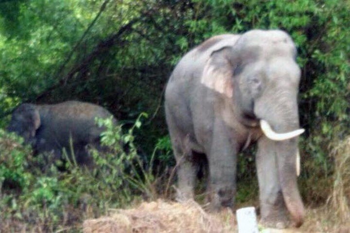 New-born wild elephant joins herd in Dong Nai - 1