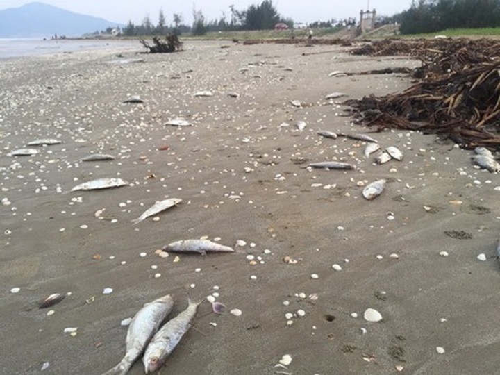 Nearly two tonnes of dead fish found at Ha Tinh beach - 1