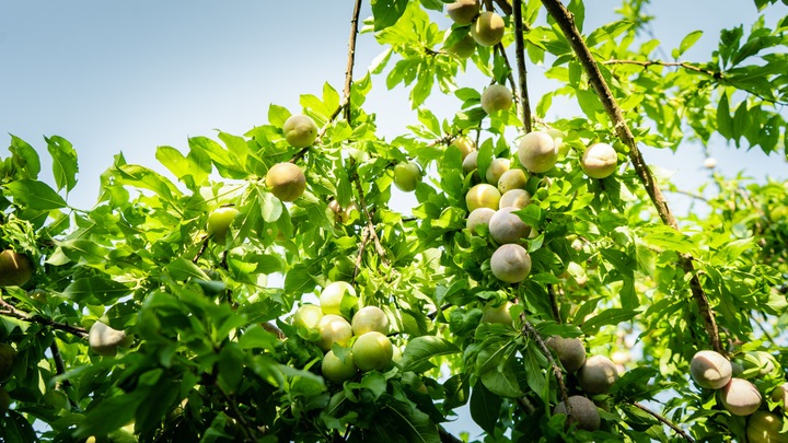 Plum season in Northwest Vietnam - 2