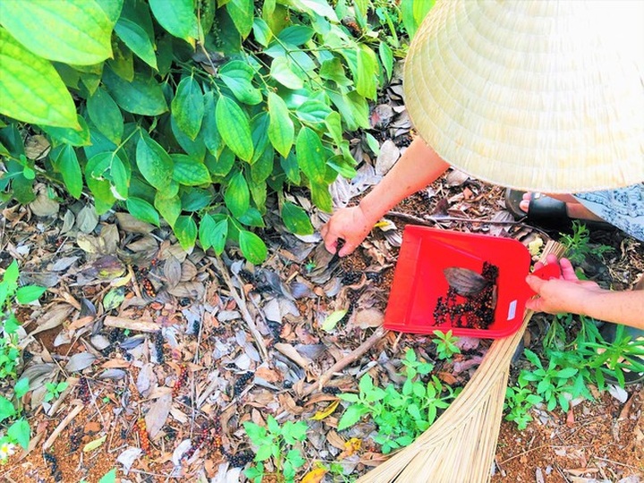 Labour shortages for pepper harvest season in Dak Nong - 1