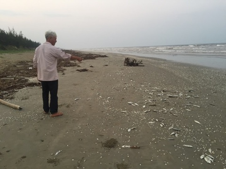 Nearly two tonnes of dead fish found at Ha Tinh beach - 3