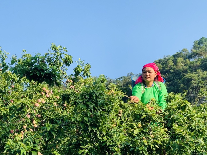Plum season in Northwest Vietnam - 4
