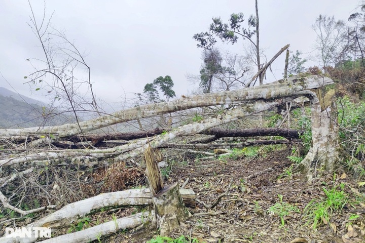 Large area of forest are destroyed in Kon Tum - 6