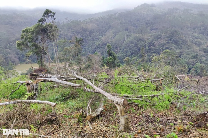 Large area of forest are destroyed in Kon Tum - 4