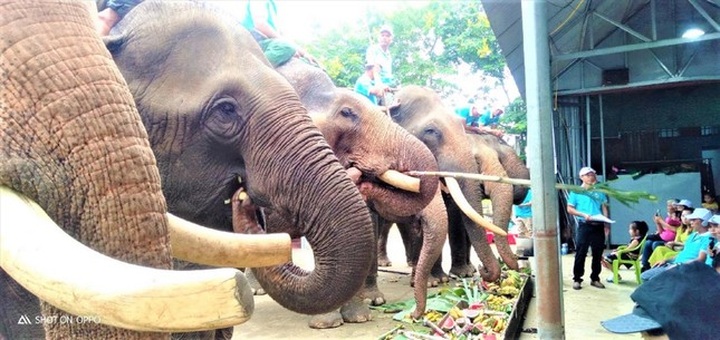 Dak Lak plans to end elephant-riding services - 1