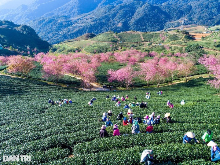 Cherry flowers start blooming in Sapa - 7 Cherry flowers start blooming in Sapa - 7