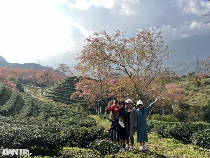 Cherry flowers start blooming in Sapa - 5 Cherry flowers start blooming in Sapa - 5