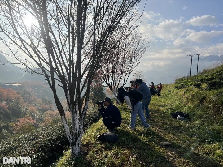 Cherry flowers start blooming in Sapa - 6 Cherry flowers start blooming in Sapa - 6